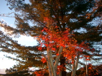 IMGP6423.JPG