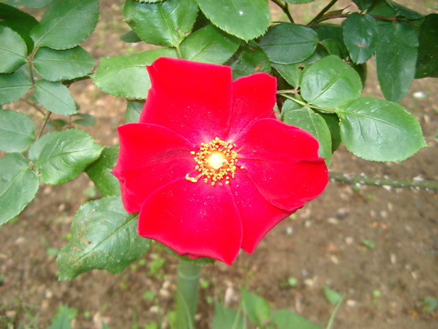 IMGP6688.JPG