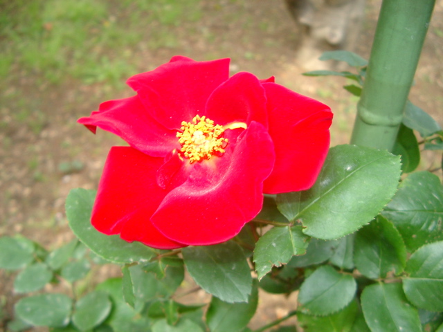 IMGP6689.JPG
