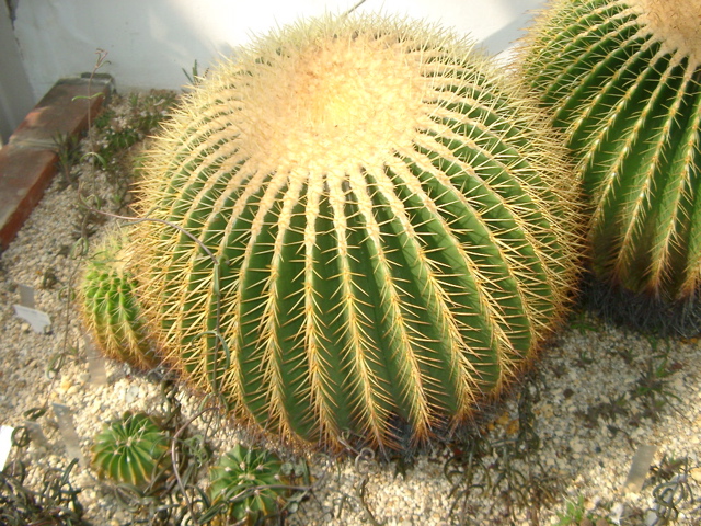 IMGP6698.JPG