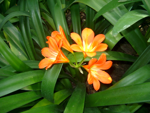 IMGP6706.JPG