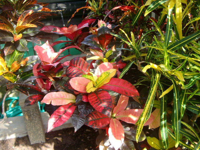 IMGP6717.JPG