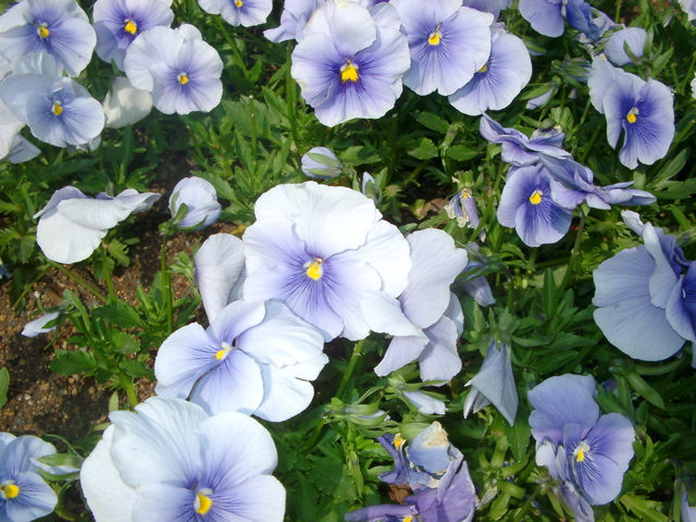 IMGP6691.JPG
