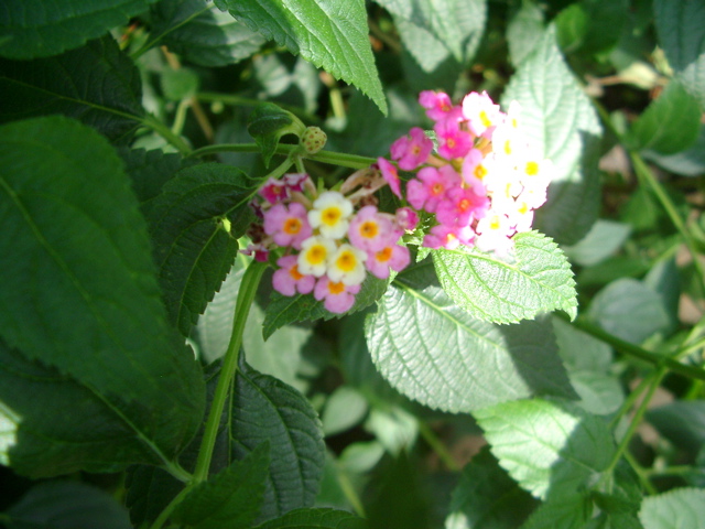 IMGP6720.JPG