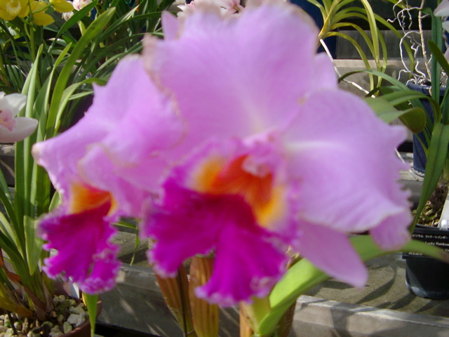 IMGP6730.JPG