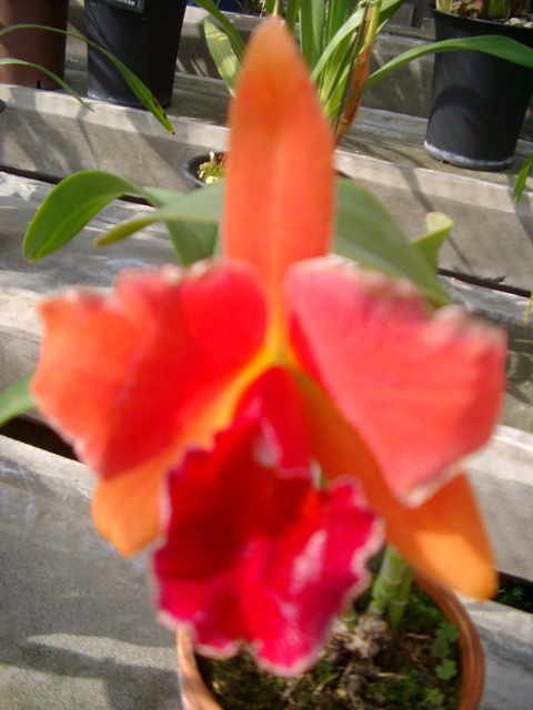 IMGP6731.JPG