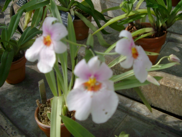 IMGP6732.JPG