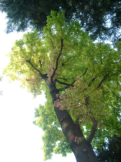 IMGP6740.JPG