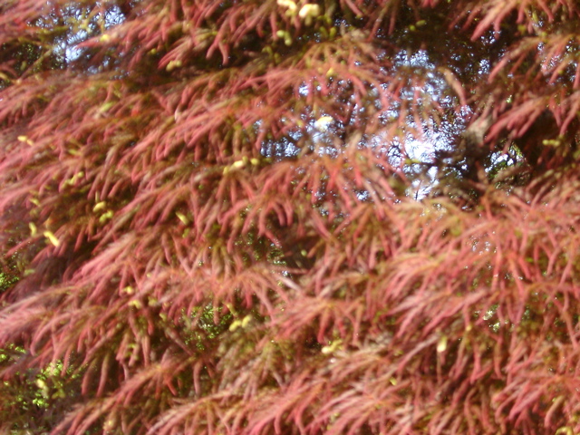 IMGP6746.JPG