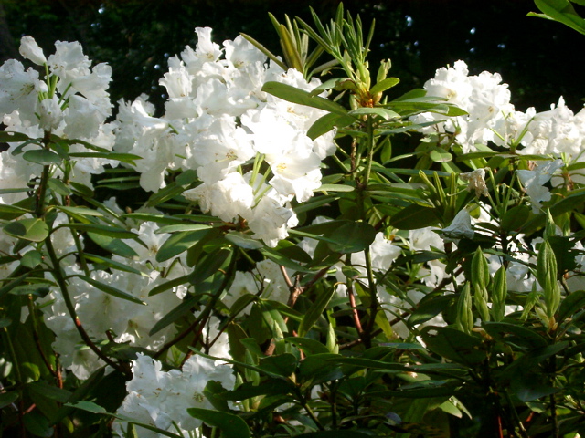 IMGP6748.JPG