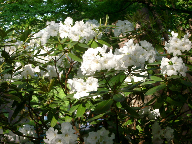 IMGP6749.JPG