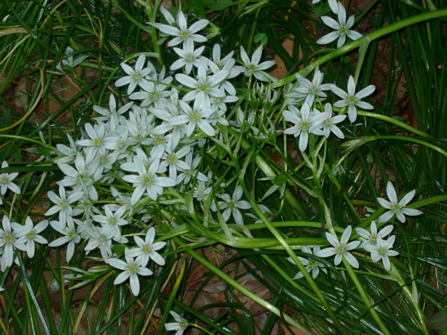 IMGP6750.JPG