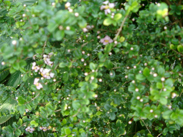 IMGP6697.JPG