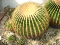IMGP6698.JPG