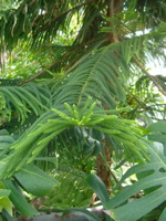 IMGP6699.JPG