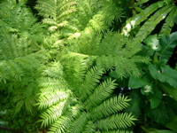 IMGP6705.JPG
