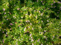 IMGP6709.JPG