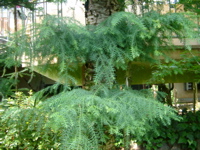 IMGP6711.JPG
