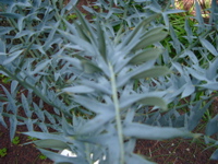 IMGP6712.JPG