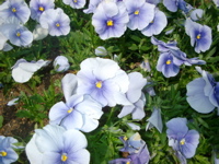 IMGP6691.JPG