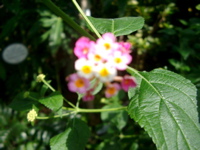 IMGP6718.JPG