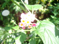 IMGP6719.JPG