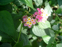 IMGP6720.JPG