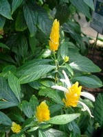 IMGP6721.JPG