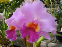 IMGP6730.JPG