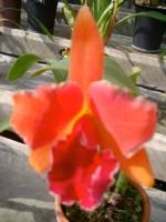IMGP6731.JPG