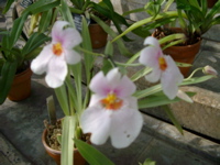 IMGP6732.JPG