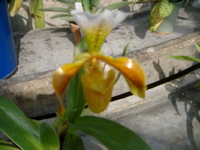 IMGP6736.JPG