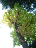 IMGP6740.JPG