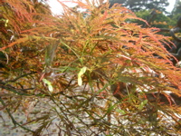 IMGP6741.JPG