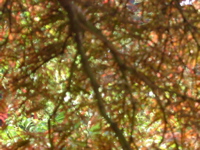 IMGP6742.JPG