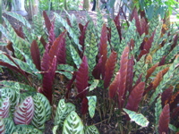 IMGP6695.JPG