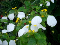 IMGP6696.JPG