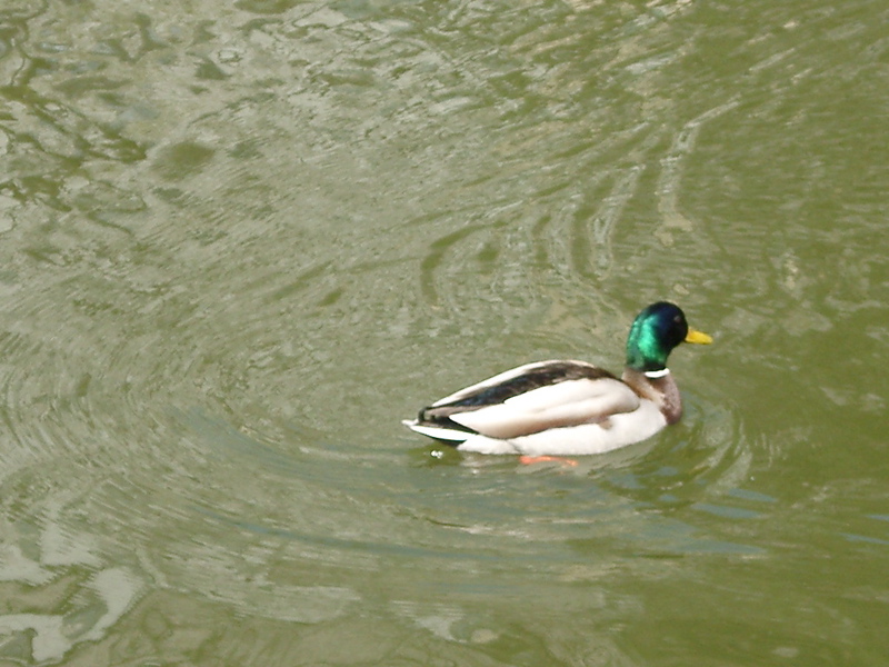 IMGP0879
