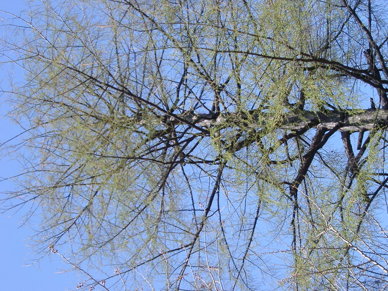 IMGP0895