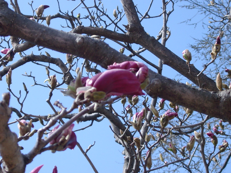 IMGP0896
