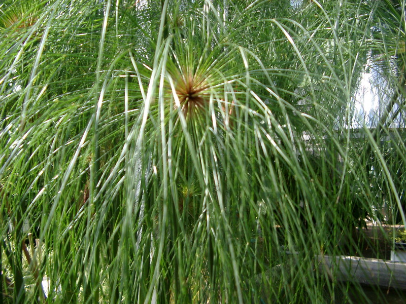 IMGP0899