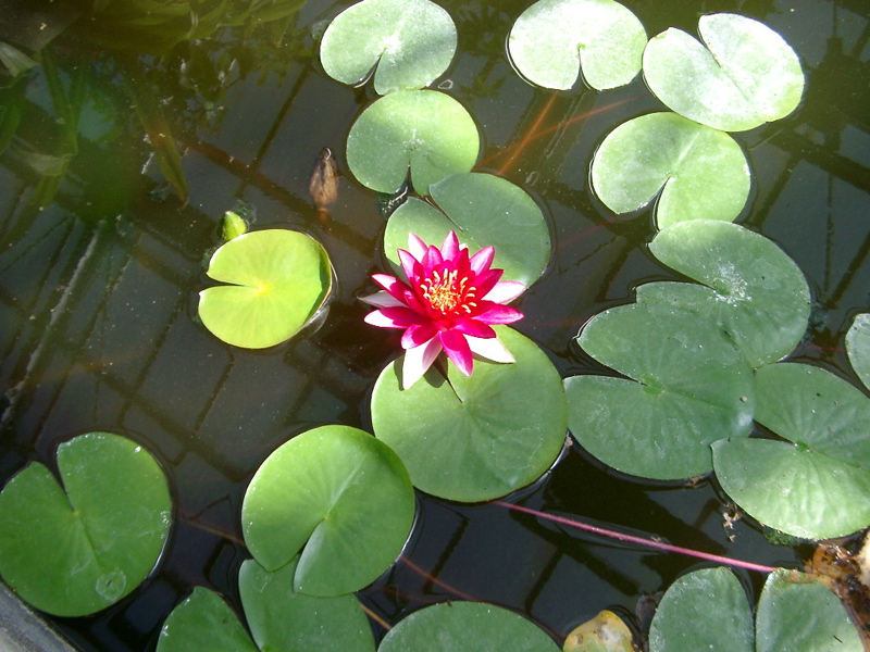 IMGP0901