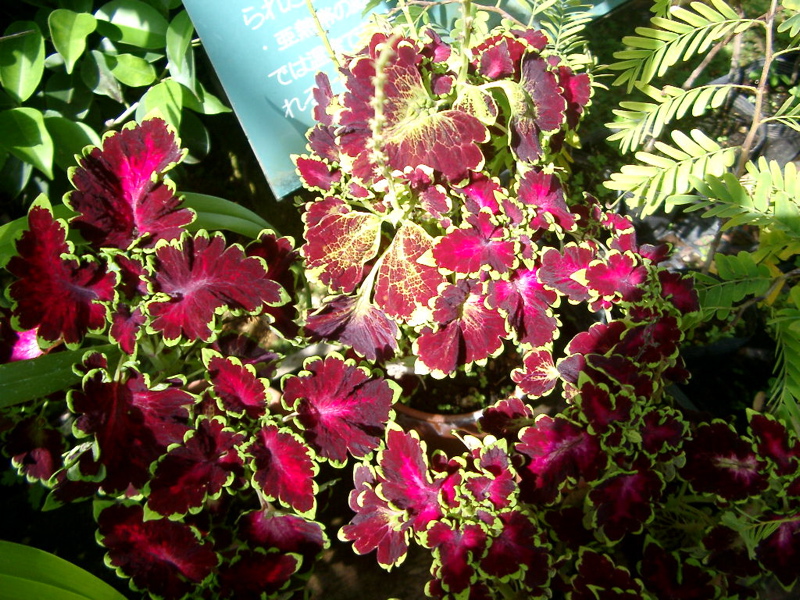 IMGP0902