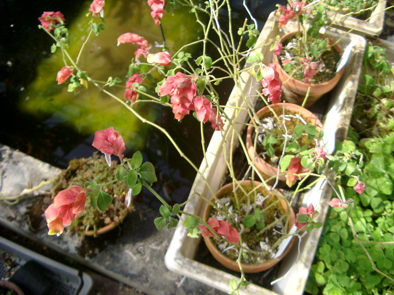 IMGP0905