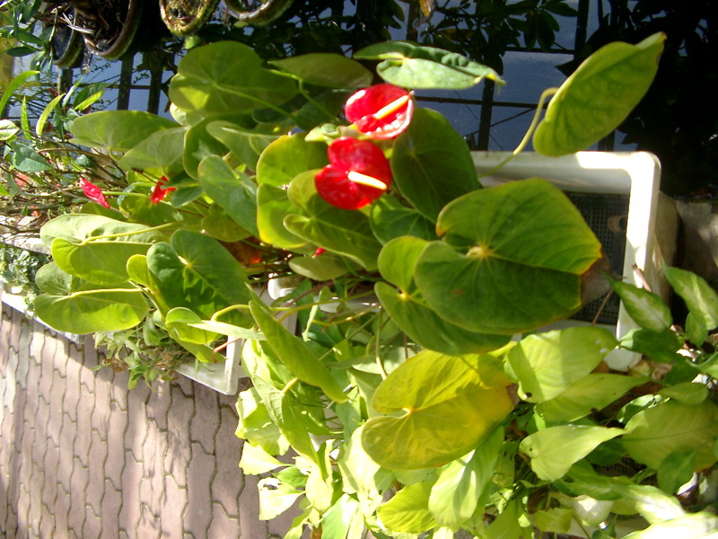 IMGP0906