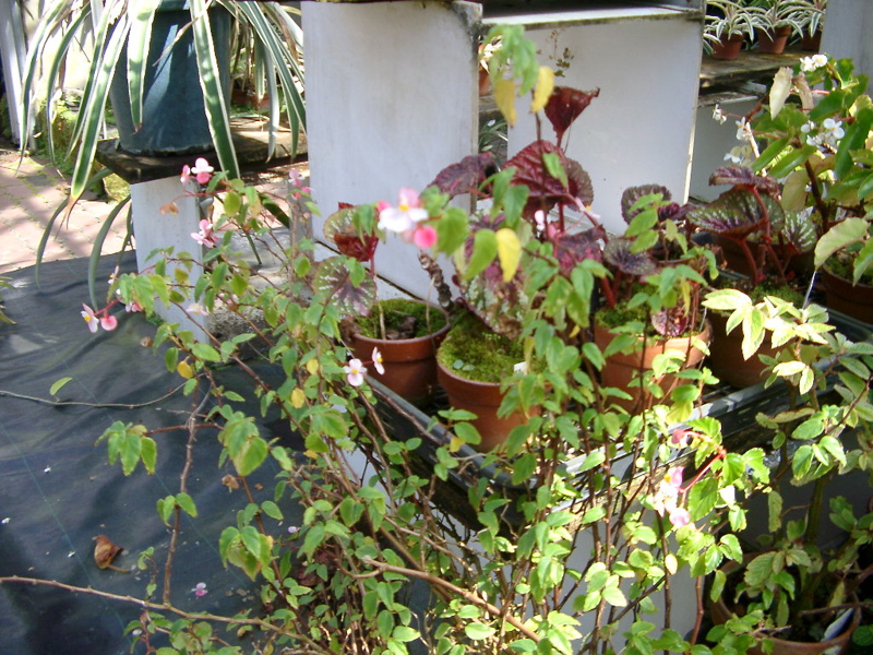 IMGP0910