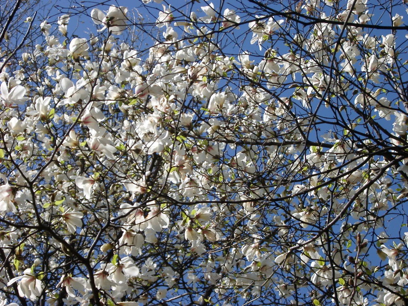 IMGP0885