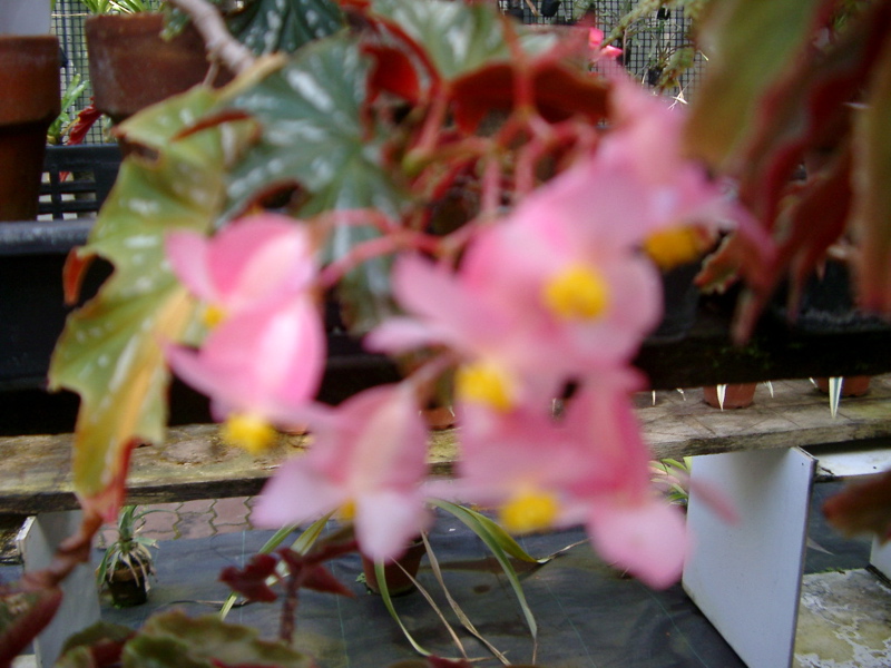 IMGP0913