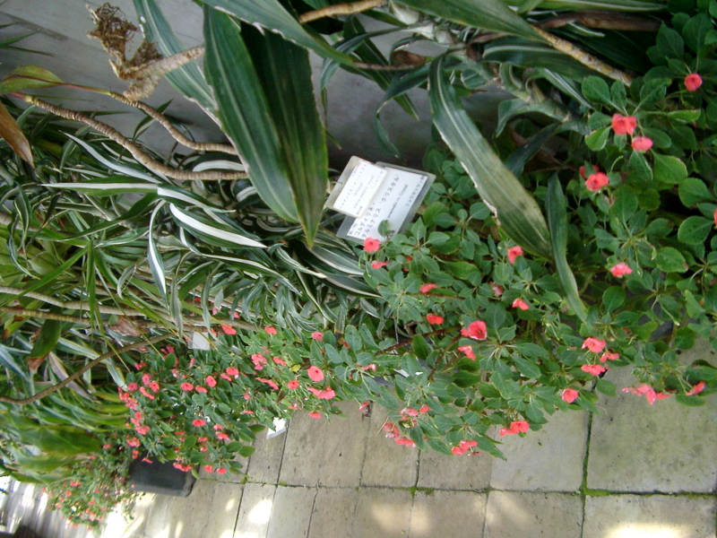 IMGP0916