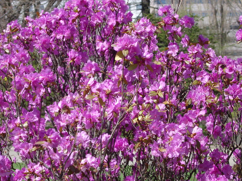 IMGP0886
